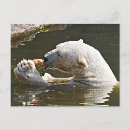 Carte Postale Ours polaire mangeant des fruits - Message de bien (Devant)