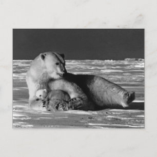 Carte Postale Ours polaire mère vintage USA Alaska