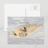 Carte Postale Ours polaire près de la baie d'Hudson (Devant / Derrière)