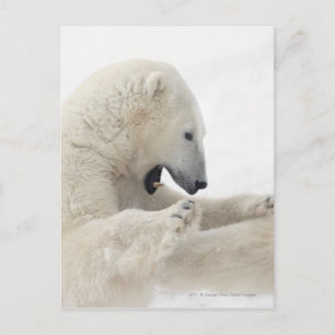 Carte Postale Ours polaire se livrant à un combat avec un autre