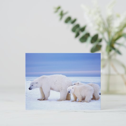 Carte Postale Ours polaire semé avec des petits (Debout devant)