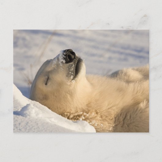 Carte Postale Ours polaire sieste (Devant)