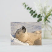 Carte Postale Ours polaire sieste (Debout devant)