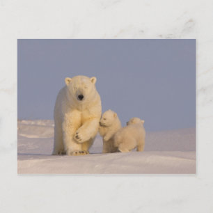 Carte Postale ours polaire, Ursus maritimus, semer avec nouveau-