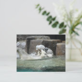 Carte Postale Ours polaires (Debout devant)