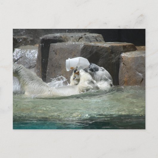 Carte Postale Ours polaires (Devant)