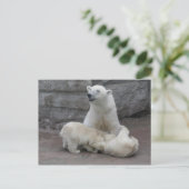 Carte Postale Ours polaires (Debout devant)