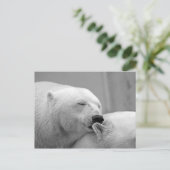 Carte Postale Ours polaires (Debout devant)