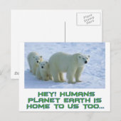 Carte Postale Ours polaires cool (Devant / Derrière)