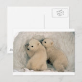 CARTE POSTALE OURS POLAIRES DE BÉBÉ TWIN (Devant / Derrière)