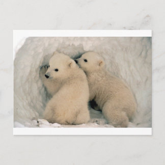 CARTE POSTALE OURS POLAIRES DE BÉBÉ TWIN