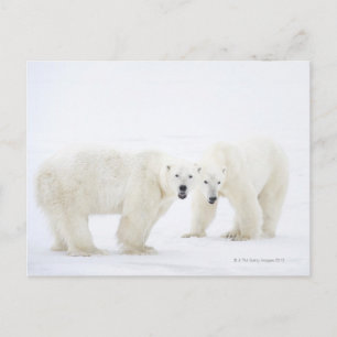 Carte Postale Ours polaires debout sur la neige après avoir joué