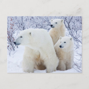 Carte Postale Ours polaires et deux oursons