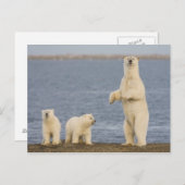 Carte Postale Ours polaires et leur mère (Devant / Derrière)