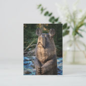 Carte postale ours sculpté en bois (Debout devant)