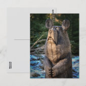 Carte postale ours sculpté en bois (Devant / Derrière)