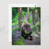 Carte Postale Ours Se Promène Dans La Forêt Boisée (Devant / Derrière)