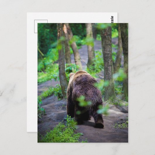 Carte Postale Ours Se Promène Dans La Forêt Boisée (Devant / Derrière)