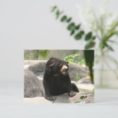 Carte Postale ours solaire malaisien (Debout devant)