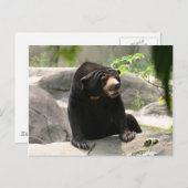 Carte Postale ours solaire malaisien (Devant / Derrière)