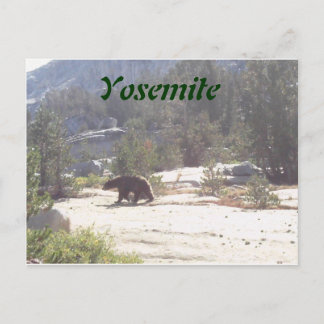 Carte Postale ours, Yosemite