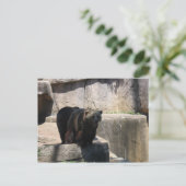 Carte Postale Ours zoologique de Milwaukee (Debout devant)