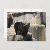 Carte Postale Ours zoologique de Milwaukee (Devant / Derrière)