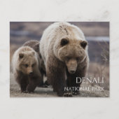 Carte Postale Ourse grizzly, oursons, Parc national de Denali, A (Devant)