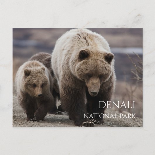 Carte Postale Ourse grizzly, oursons, Parc national de Denali, A (Devant)
