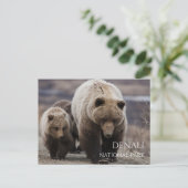 Carte Postale Ourse grizzly, oursons, Parc national de Denali, A (Debout devant)