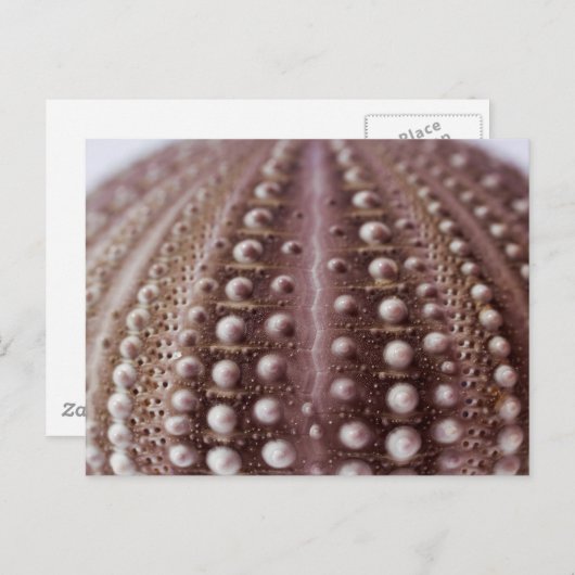 Carte Postale oursin (Devant / Derrière)