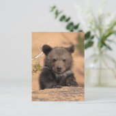 Carte Postale Ourson Grizzly (Debout devant)