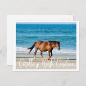 Carte Postale Outer Banks Wild Horse (Devant / Derrière)