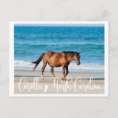 Carte Postale Outer Banks Wild Horse (Devant)