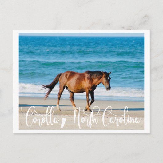 Carte Postale Outer Banks Wild Horse (Devant)