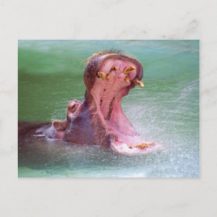 Carte postale ouverte Hippo Mouth