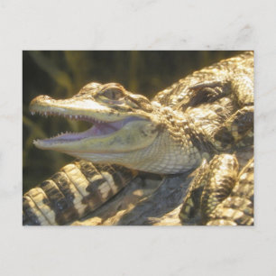 Carte Postale Ouverture de la bouche d'alligator américaine