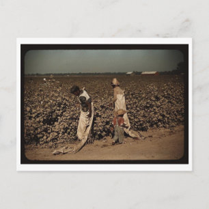 Carte Postale Ouvriers de la journée cueillant du coton, près de