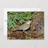 Carte Postale Ovenbird avec jeunes (Devant / Derrière)