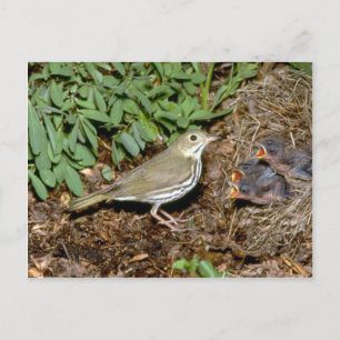Carte Postale Ovenbird avec jeunes