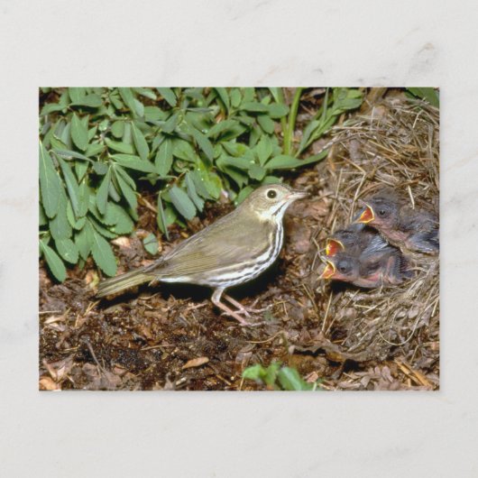 Carte Postale Ovenbird avec jeunes (Devant)