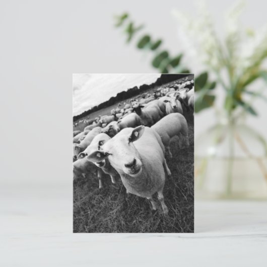 Carte Postale ovins (Debout devant)