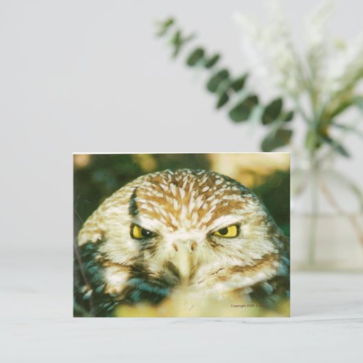 CARTE POSTALE OWL (Debout devant)