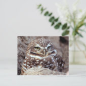 Carte postale Owl (Debout devant)