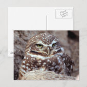 Carte postale Owl (Devant / Derrière)