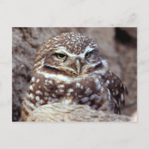 Carte postale Owl