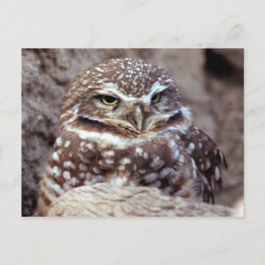 Carte postale Owl (Devant)