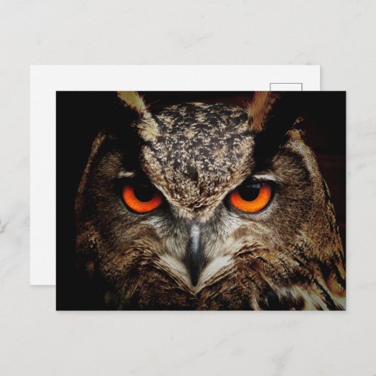 CARTE POSTALE OWL (Devant / Derrière)