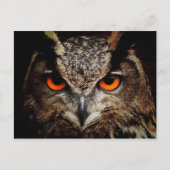 CARTE POSTALE OWL (Devant)