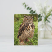 Carte postale Owl (Debout devant)